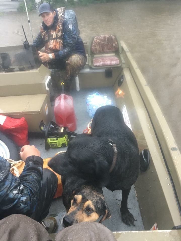 Low quality Dogs ride to safety after the Texas flood